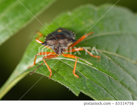 Forest bug front view 83314756