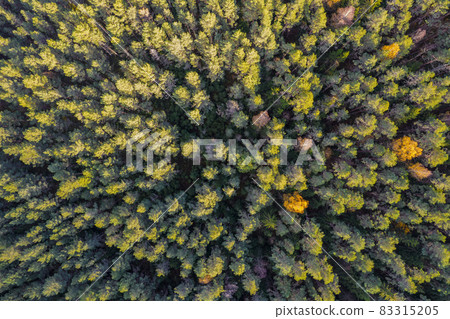 Directly above aerial drone full frame shot of green emerald pine forests and yellow foliage groves with beautiful texture of treetops. Beautiful fall season scenery. Mountains in autumn golden colors Directly above aerial drone full frame shot of green emerald pine forests and yellow foliage groves with beautiful texture of treetops. Beautiful fall season scenery. Mountains in autumn golden colors 83315205
