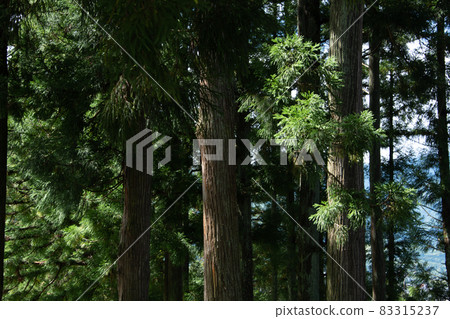 陽光普照的森林 83315237