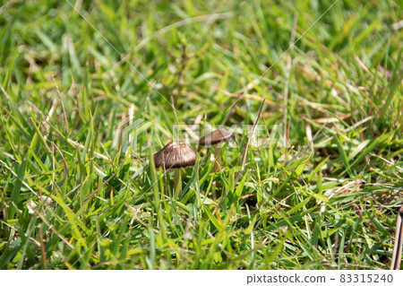 Mushrooms that grow quietly in the meadow Mushrooms that grow quietly in the meadow 83315240