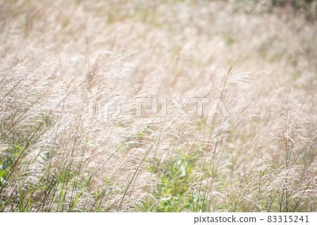 Shining Susuki grassland Shining Susuki grassland 83315241