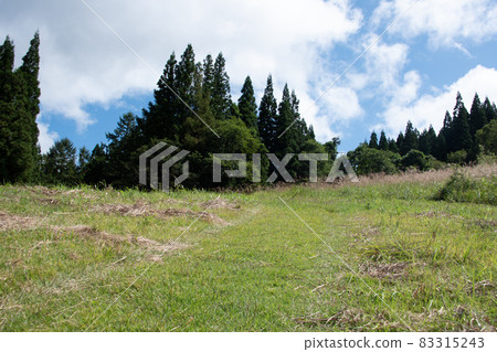 Green meadows and forests on a sunny day Green meadows and forests on a sunny day 83315243