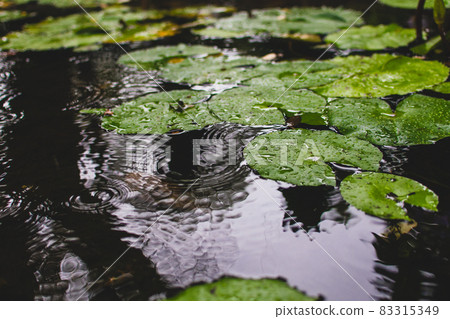 浮萍,綠葉,雨珠,雨水,秋天,大自然,戶外,季節 浮萍,綠葉,雨珠,雨水,秋天,大自然,戶外,季節 83315349