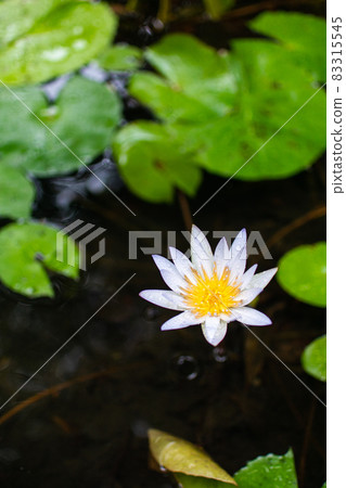 荷花,雨珠,雨水,秋天,大自然,戶外,季節,荷花池 83315545