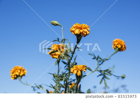 Marygold flower for Day of the Dead celebrations 83315973