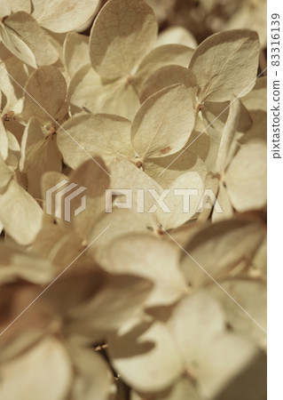 Dry flowers background. Ivory hydrangea petals close-up. Stylish Floral poster. Soft focus Dry flowers background. Ivory hydrangea petals close-up. Stylish Floral poster. Soft focus 83316139