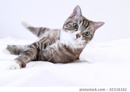 Cute tabby cat playing rumbling lie down 83316162