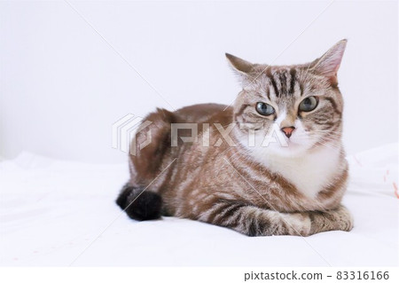 Squid-eared moody tabby copy space Squid-eared moody tabby copy space 83316166