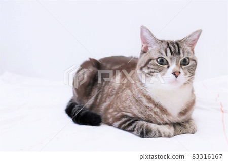 Cute tabby cat sitting in a catloaf Cute tabby cat sitting in a catloaf 83316167