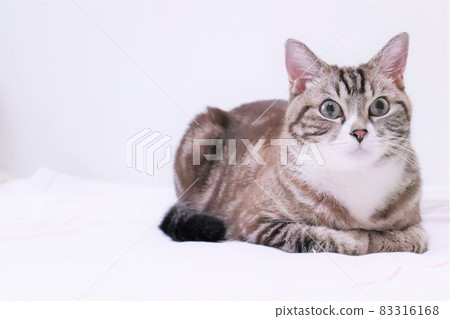 Cute tabby copy space 83316168