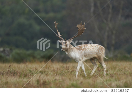 Fallow Deer stag 83316267
