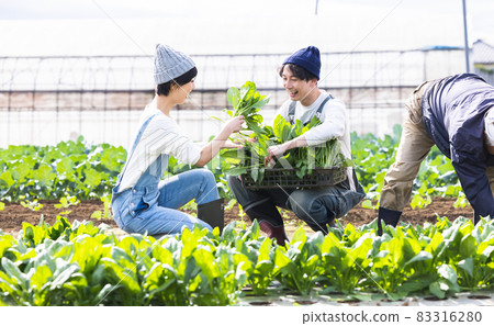 Couple harvesting vegetables in the field Couple harvesting vegetables in the field 83316280