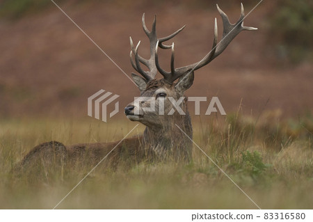 Red Deer stag 83316580