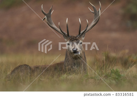 Red Deer stag 83316581
