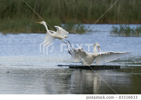 Great White Egret flees swan 83316633