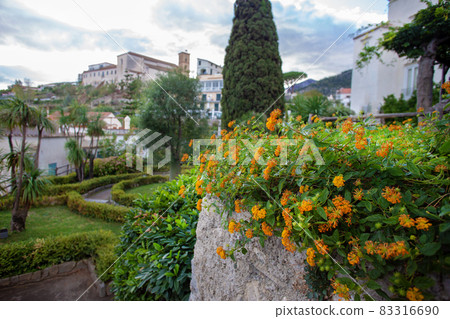 Amazing colorful blossom on Rufolo villa on Amalfi coast of South Italy 83316690