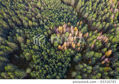 Directly above aerial drone full frame shot of green emerald pine forests and yellow foliage groves with beautiful texture of treetops. Beautiful fall season scenery. Mountains in autumn golden colors Directly above aerial drone full frame shot of green emerald pine forests and yellow foliage groves with beautiful texture of treetops. Beautiful fall season scenery. Mountains in autumn golden colors 83316785