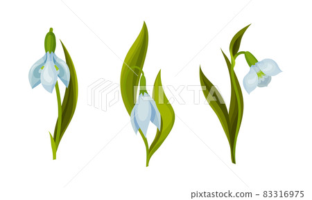 Galanthus or Snowdrop with Linear Leaves and Single White Drooping Bell Shaped Flower Vector Set 83316975