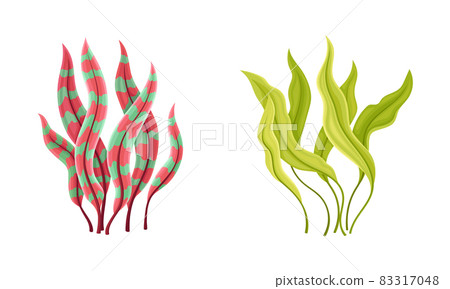 Seaweed and Algae as Aquatic and Marine Plants Growing on Ocean Bottom Vector Set. 83317048