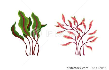 Seaweed and Algae as Aquatic and Marine Plants Growing on Ocean Bottom Vector Set Seaweed and Algae as Aquatic and Marine Plants Growing on Ocean Bottom Vector Set 83317053
