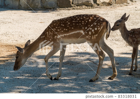 The Republic of Crimea. The city of Belogorsk. July 17, 2021. A family of European fallow deer lives in the enclosure of the Taigan Lion Park. 83318031