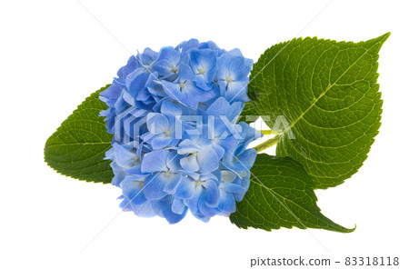 blue hydrangea flowers isolated blue hydrangea flowers isolated 83318118