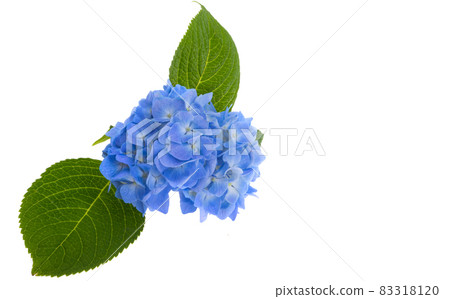 blue hydrangea flowers isolated 83318120