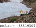 Short alpine summer 83319305