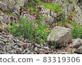On the side of a mountain road 83319306