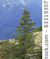 Alpine spruce tree 83319307