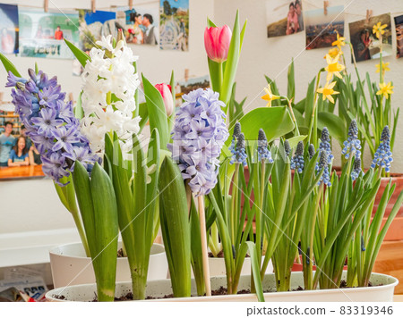 Close up many Hyacinth blossom 83319346