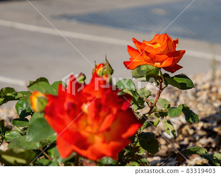Close up of rose blossom Close up of rose blossom 83319403