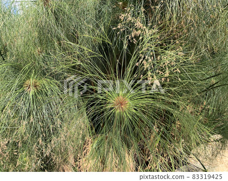 Cyperus papyrus grows in a pond 83319425
