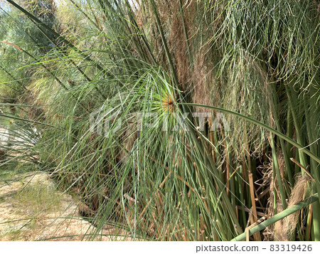 Cyperus papyrus grows in a pond 83319426