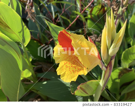 Beautiful bloom Canna indica 83319427