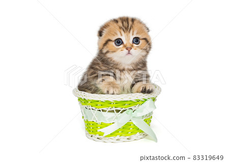 Small Scottish kitten in a green basket 83319649