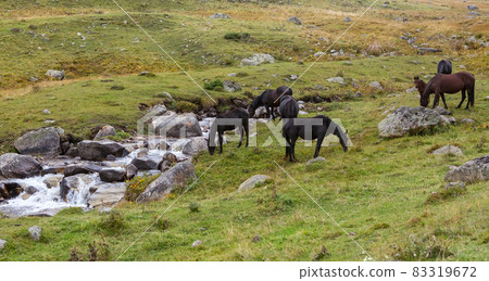 Herd of horses graze and drink water from the river Herd of horses graze and drink water from the river 83319672