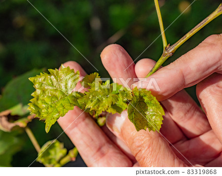 Senior man checks young inflorescence of grape sprouts on the vine Senior man checks young inflorescence of grape sprouts on the vine 83319868