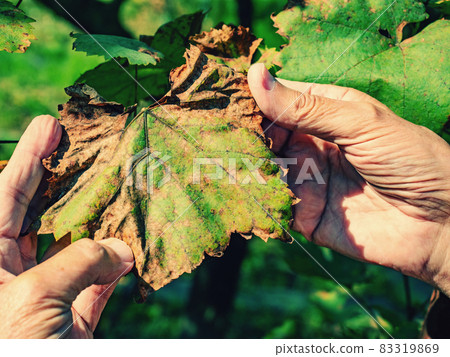 Dry leaves of a young grape seedling. Diseases of the vineyard Dry leaves of a young grape seedling. Diseases of the vineyard 83319869