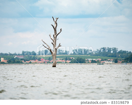 Old dry tree sticking up in middle of the Nove Mlyny lake 83319879