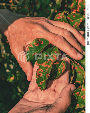Pucciniales Rust on pear leaves. Red dots disease Pucciniales Rust on pear leaves. Red dots disease 83319890