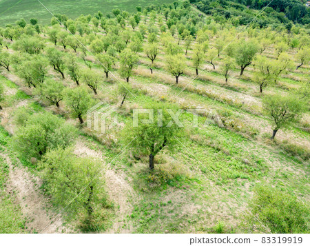 Almond trees in old orchard. Trees after harvest at end of summer 83319919
