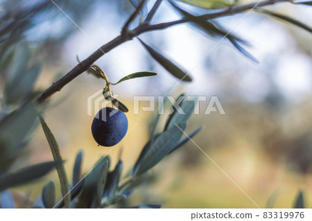 A black olive A black olive 83319976