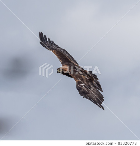 Golden eagle, Aquila chrysaetos sitting on a branch Golden eagle, Aquila chrysaetos sitting on a branch 83320778