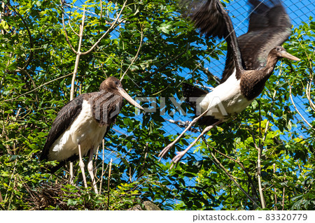 Black stork, Ciconia nigra in a german nature park Black stork, Ciconia nigra in a german nature park 83320779