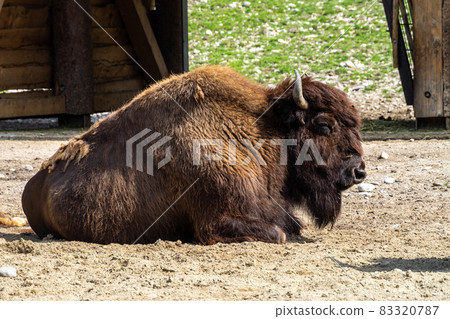 American buffalo known as bison, Bos bison in the zoo American buffalo known as bison, Bos bison in the zoo 83320787