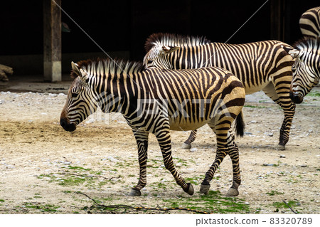 Hartmann's Mountain Zebra, Equus zebra hartmannae. An endangered zebra Hartmann's Mountain Zebra, Equus zebra hartmannae. An endangered zebra 83320789