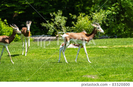 Dama gazelle, Gazella dama mhorr or mhorr gazelle is a species of gazelle 83320800