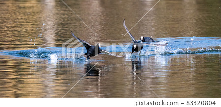 Eurasian coot, Fulica atra chasing each other by running across the water 83320804