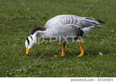 The bar-headed goose, Anser indicus seen in English Garden in Munich 83320805
